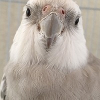 もか