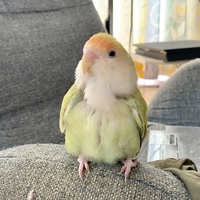 ぴー