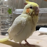 きつね