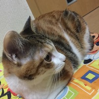 ナナ