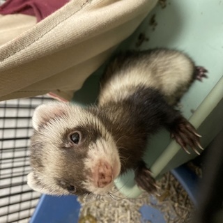 フェレット　メス二匹