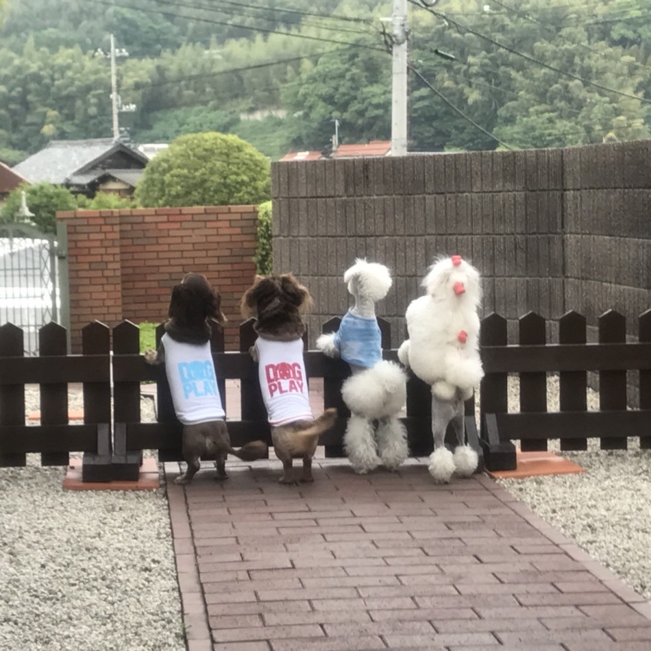 奏翔のカバー写真