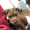 応募多数mix仔犬 男の子 サムネイル2
