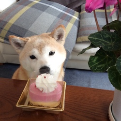 ☆✨✨Merry✨Xmas✨✨☆