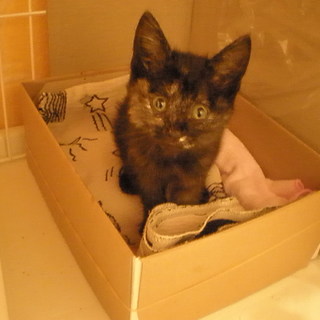 ☆至急里親さんを探しています！