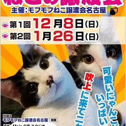 1/26(日)　猫の譲渡会　in　名古屋市昭和区吹上町　吹上公園南東