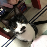 ちょび