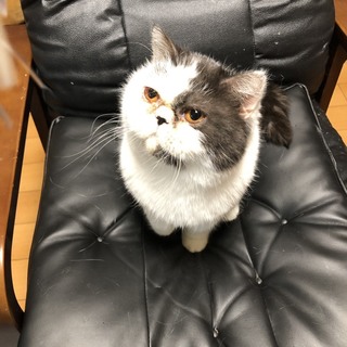 希望者が多い為一旦中止いたします。