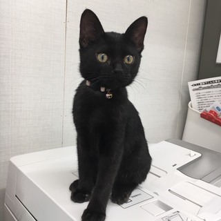 人懐っこい黒猫の子猫ちゃん^_^