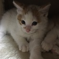 男の子です。
