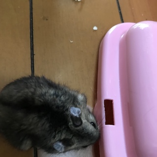 可愛いハムスター、生後3.4ヶ月❗️癒しです。