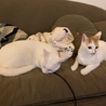 こじこじおおきくなりました