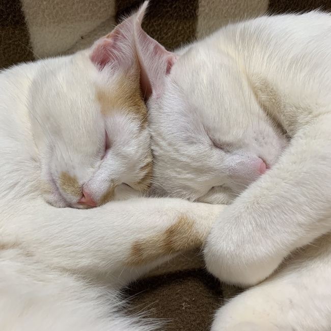 ぼのこじままのカバー写真