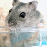 プリン