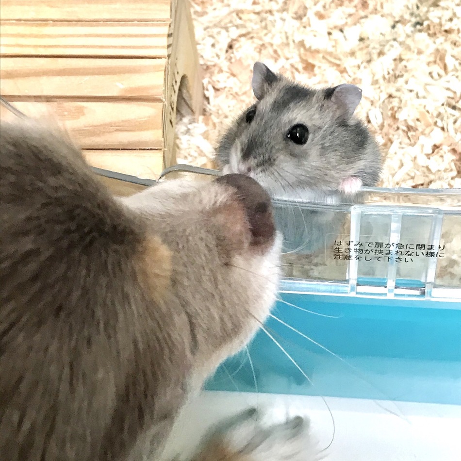 プリンのカバー写真