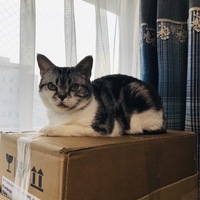 よつば