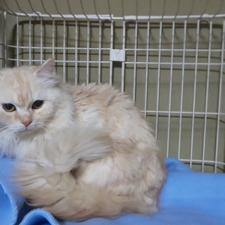 物静かな男の子です