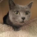 とても美しいロシアンブルー並みの美人猫