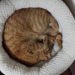 「2回目のクリスマス」サムネイル1