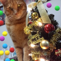 「2回目のクリスマス」サムネイル2