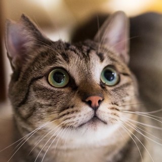 遊ぶの大好きイケメンにゃんこです。