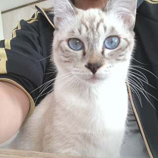 いっぱいかまってくれる里親さん希望