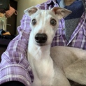 老犬イタリアングレーハウンド