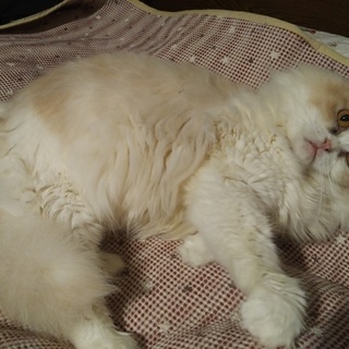 チンチラ×スコmix温かく迎えてくださる御家族様