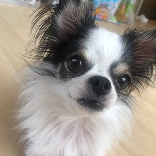 天月（あづき）ちゃん　推定3歳
