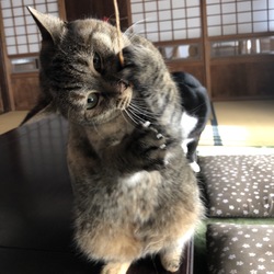 体重測定　トゥトゥと目覚まし　そしてヒゲ