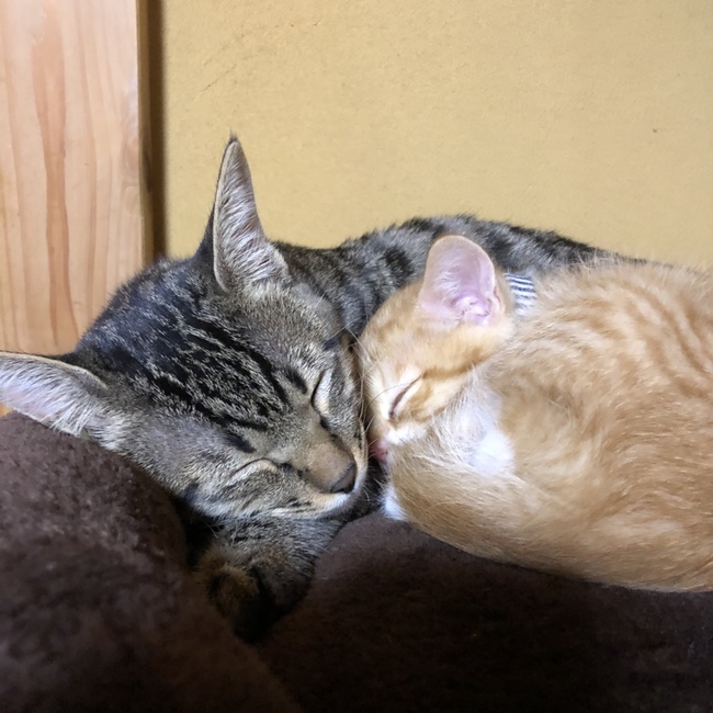 しおかざみのカバー写真