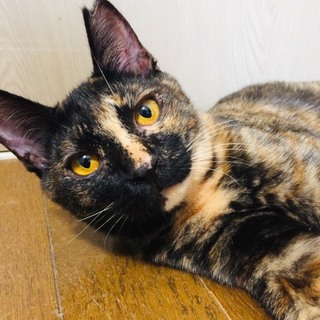 人大好き！おてんば子猫つぐみちゃん♪（ＦＩＶ陽性）