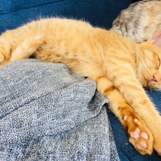 人が好きなやんちゃ子猫ムク君♪（ＦＩＶ陽性）