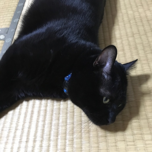 かぎしっぽ♡のカバー写真