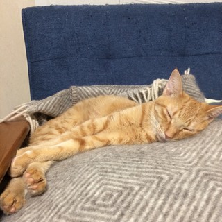気高き茶トラの美人猫！スズメちゃん♪（人馴れ×）