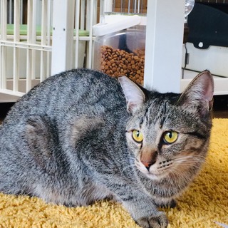 イケメンのキジトラ男子ツバメ君♬（人馴れ×）