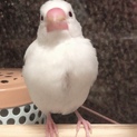 白文鳥ちゃんです