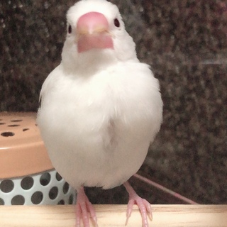 白文鳥ちゃんです