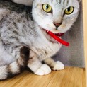 シルバーのおっとり美人ダイヤちゃん♪