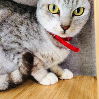 シルバーのおっとり美人ダイヤちゃん♪