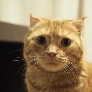 穏やかで優しいトラ兄。