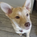 かわいい子犬