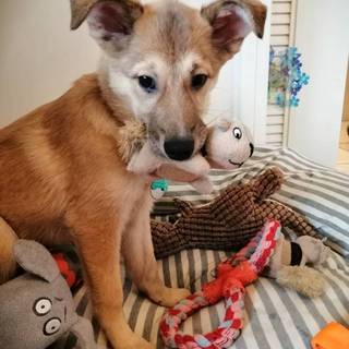 おっとり子犬