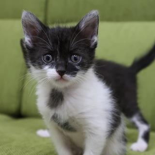 11月初め生まれの女の子