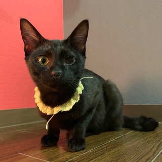 やんちゃな黒猫テトくん