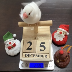 メリークリスマス