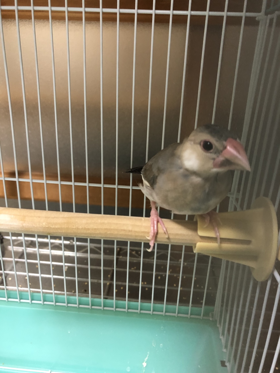 桜文鳥 生後2ヶ月 非手乗り 愛知県 鳥の里親募集 ペットのおうち 月間利用者150万人