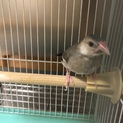 桜文鳥♂生後2ヶ月　非手乗り