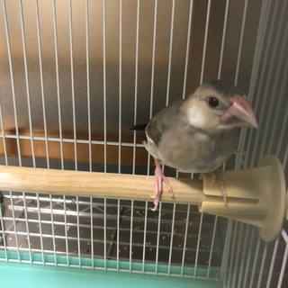 桜文鳥♂生後2ヶ月　非手乗り