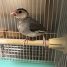 桜文鳥♂生後2ヶ月　非手乗り サムネイル2